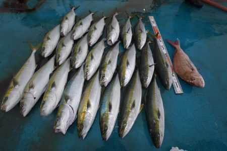 アジアマリンサービス 釣果