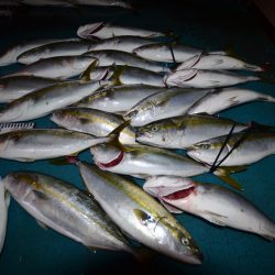 アジアマリンサービス 釣果