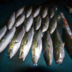 アジアマリンサービス 釣果