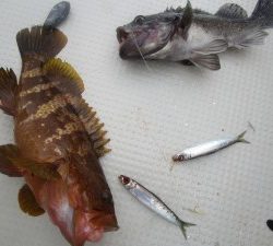 兼六丸 釣果