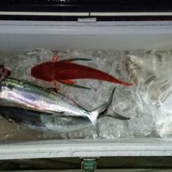 火遠理丸（ほおりまる） 釣果