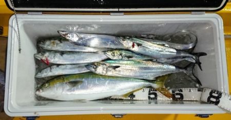 火遠理丸（ほおりまる） 釣果