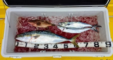 火遠理丸（ほおりまる） 釣果