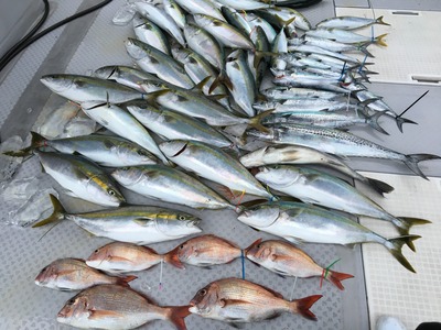 ミタチ丸 釣果