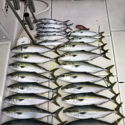 剣 釣果