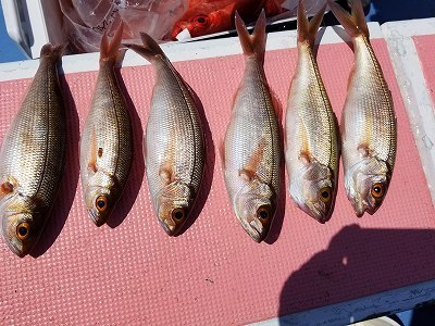 しまや丸 釣果