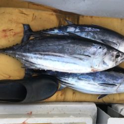 まると屋 釣果