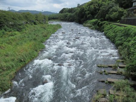 狩野川（狩野川漁業協同組合） 釣果