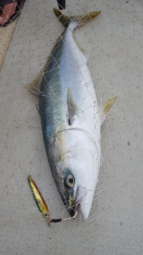 海峰 釣果