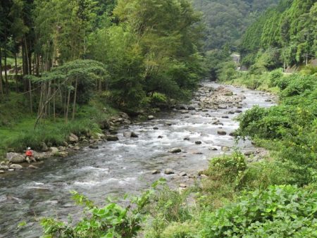 狩野川（狩野川漁業協同組合） 釣果