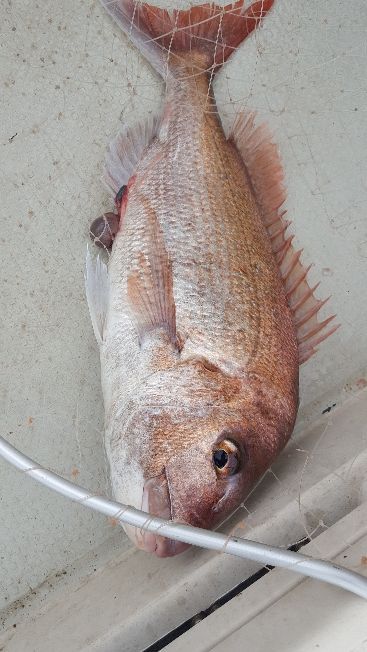 海峰 釣果