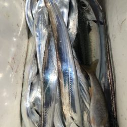 たいし丸 釣果