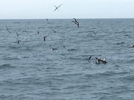 松鶴丸 釣果