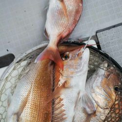 タイラバ遊漁船 ワンピース 釣果