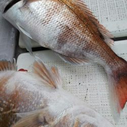 タイラバ遊漁船 ワンピース 釣果