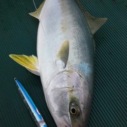 鷹王丸 釣果