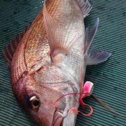 鷹王丸 釣果