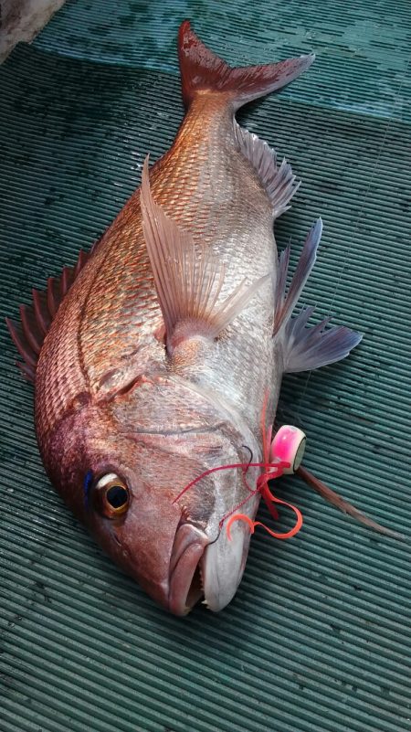 鷹王丸 釣果