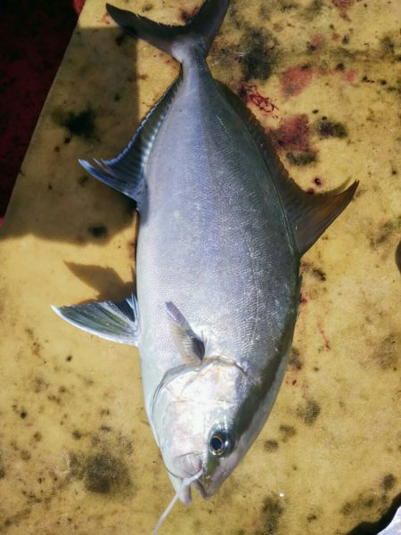 光生丸 釣果