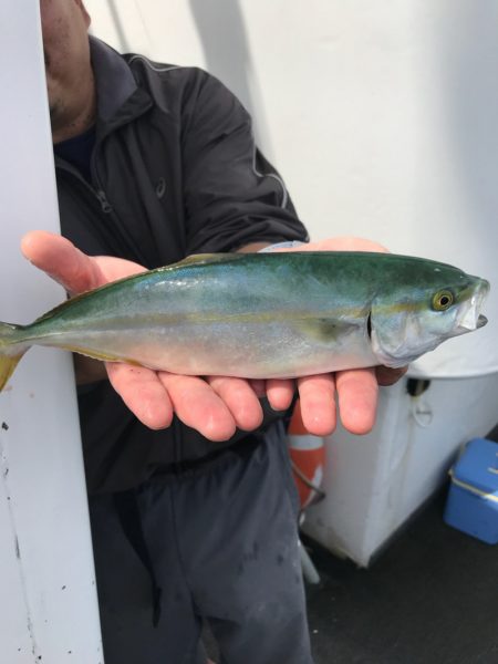 シーランチ 釣果