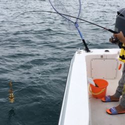 うさぎ丸 釣果