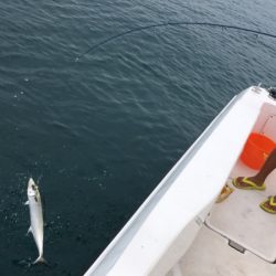 うさぎ丸 釣果