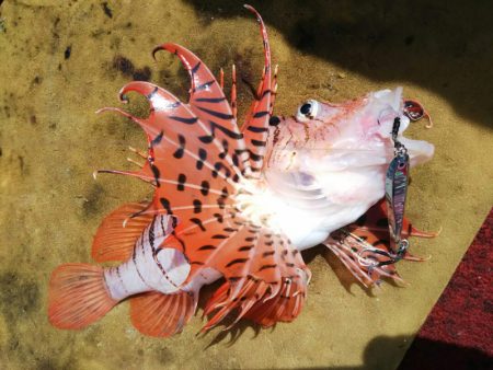 光生丸 釣果