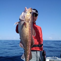 ひな丸 釣果