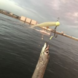 タチウオを釣って釣って釣りまくるための最終ウエポン がまかつLUXXE（ラグゼ）ワインドマスターモニター投稿
