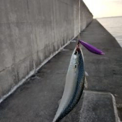 タチウオを、釣りに