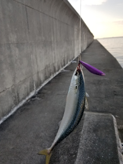 タチウオを、釣りに