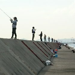 初めての太刀魚