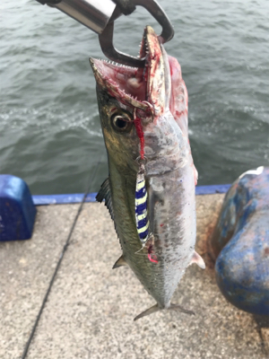 またサゴシ。ハマチ釣りたい。