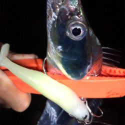 太刀魚 大あたり！！