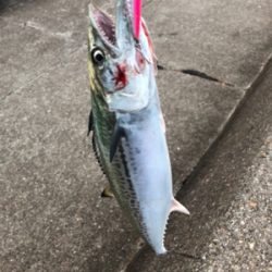 台風前釣行