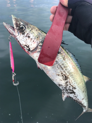 地味な釣果