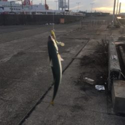 鯖、鯵釣れてます。