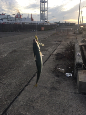 鯖、鯵釣れてます。