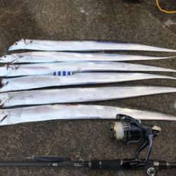 太刀魚ばかり青物は何処。