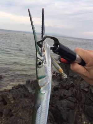 ダツ 沖縄 シーバス ダツ 陸っぱり 釣り 魚釣り 釣果情報サイト カンパリ