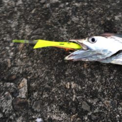 太刀魚良い感じにつれてます