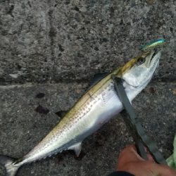 太刀魚おらずサバとサゴシ