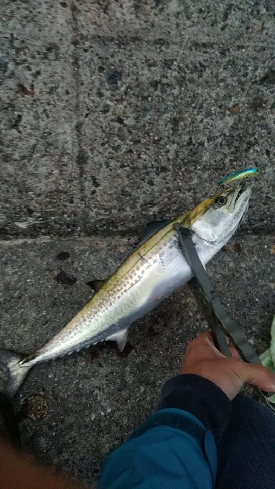 太刀魚おらずサバとサゴシ