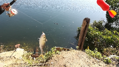 飛ばしサビキでサバ