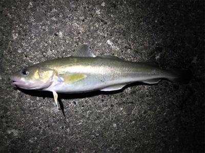 投げ釣り コマイ狙い