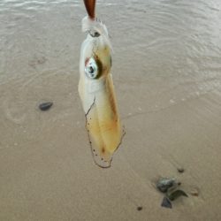 台風後の釣行