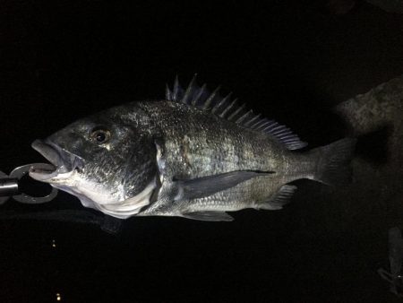 カニ餌チヌ