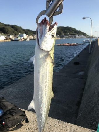 博多湾にサゴシが回っています 福岡 唐泊漁港 宮浦漁港 ショアジギング サワラ 陸っぱり 釣り 魚釣り 釣果情報サイト カンパリ