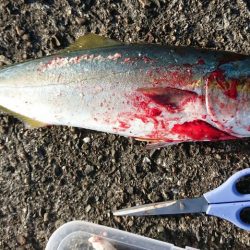 ハマチが釣れました♪