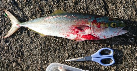 ハマチが釣れました♪